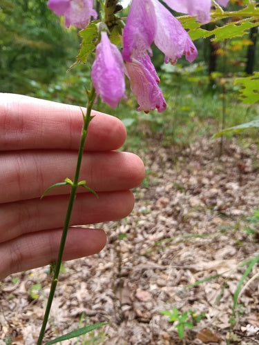 Gelenkblume — Bild 4