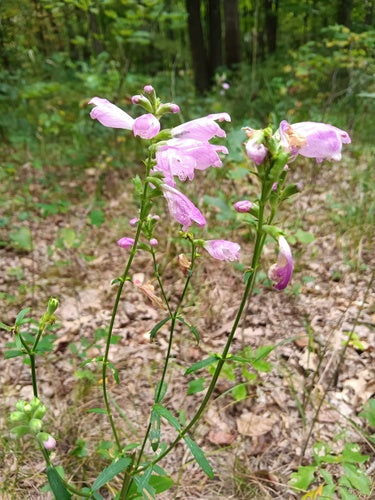 Gelenkblume — Bild 2