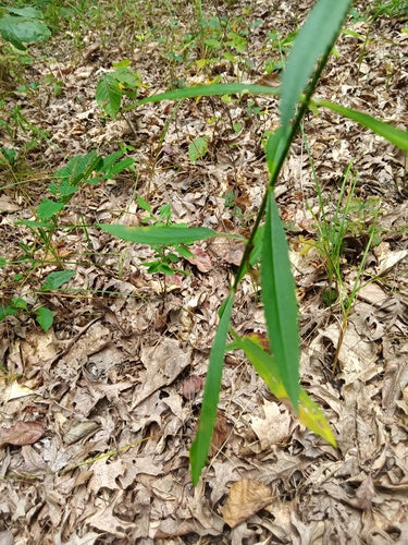 Gelenkblume — Bild 3