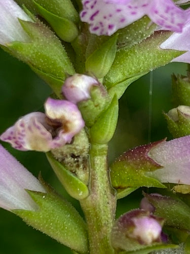 Gelenkblume — Bild 5