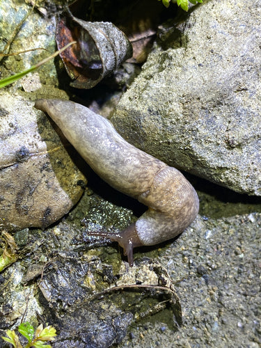 Gemeine Ackerschnecke — Bild 4