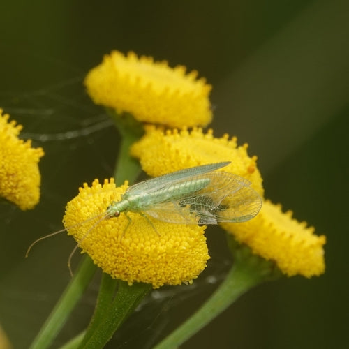 Gemeine Florfliege — Bild 5