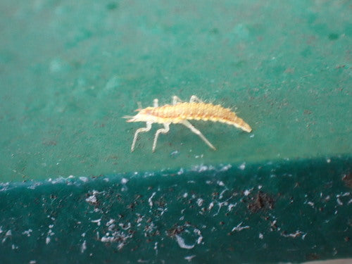 Naturaufnahme - Bild 3