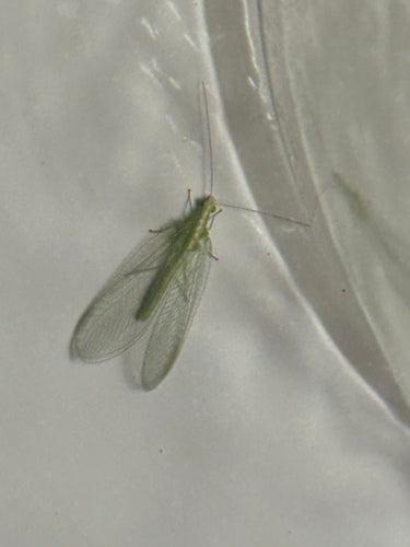 Naturaufnahme - Bild 7