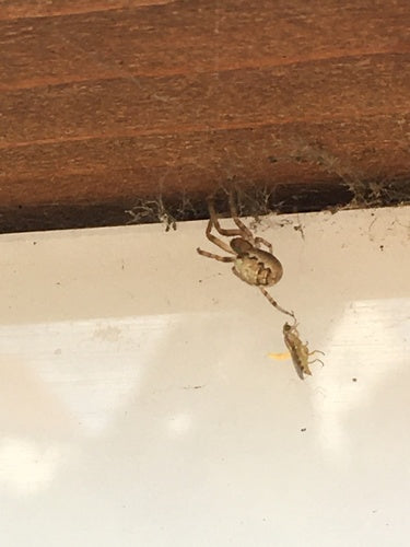 Gemeine Halmfliege — Bild 4