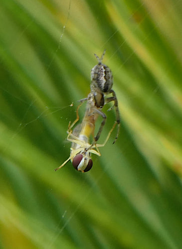 Gemeine Halmfliege — Bild 1