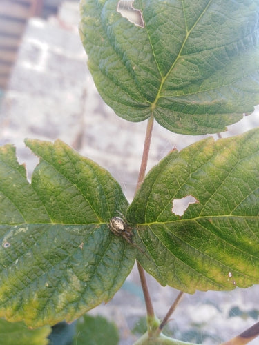 Gemeine Halmfliege — Bild 5