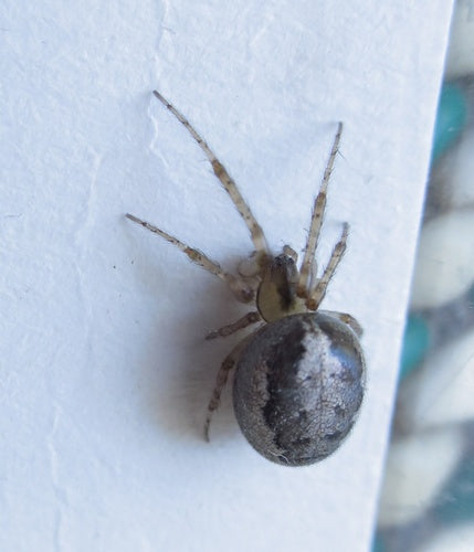 Gemeine Halmfliege — Bild 3