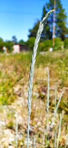 Gemeine Quecke — Bild 4
