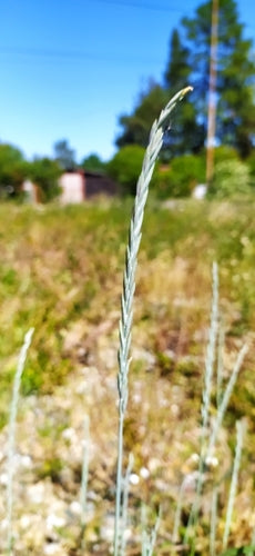 Gemeine Quecke — Bild 3