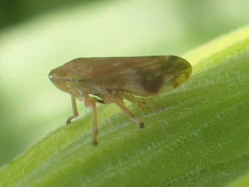 Gemeine Schaumzikade — Bild 5