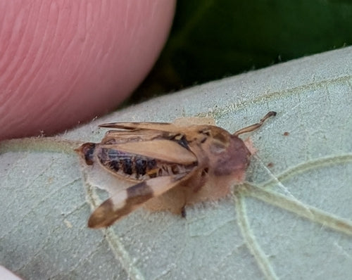 Gemeine Schaumzikade — Bild 2