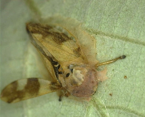 Gemeine Schaumzikade — Bild 3