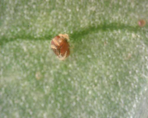 Gemeine Spinnmilbe — Bild 4