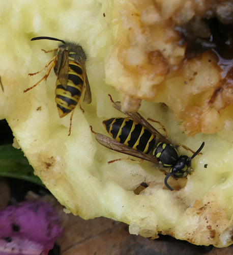Gemeine Wespe - Bild 7