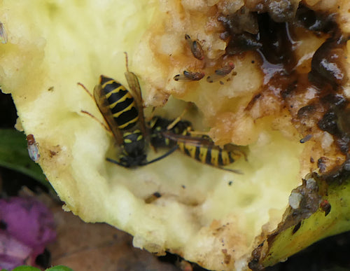 Gemeine Wespe - Bild 8