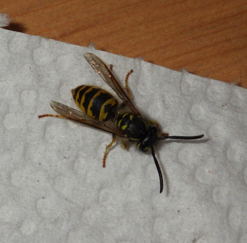 Gemeine Wespe - Bild 5