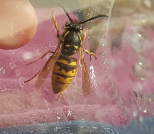 Gemeine Wespe - Bild 1