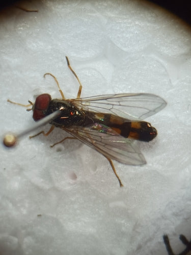 Gemeine Wiesenschwebfliege — Bild 2