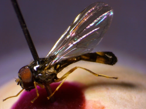 Gemeine Wiesenschwebfliege — Bild 3