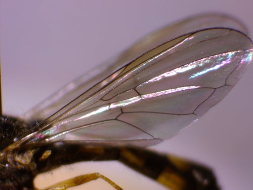 Gemeine Wiesenschwebfliege — Bild 5