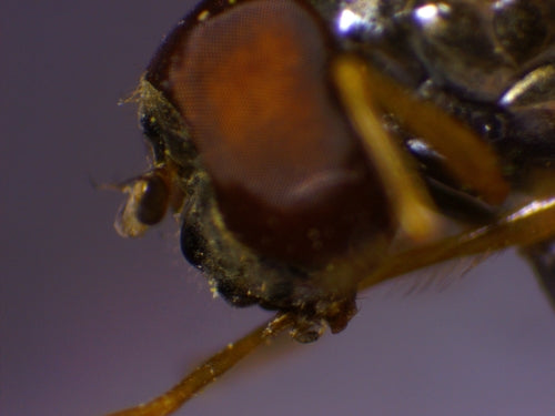 Gemeine Wiesenschwebfliege — Bild 4