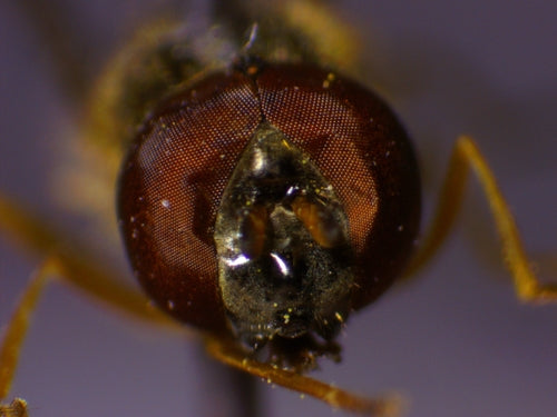 Gemeine Wiesenschwebfliege — Bild 4