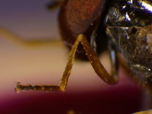 Gemeine Wiesenschwebfliege — Bild 3