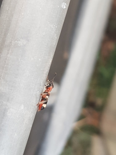 Gemeiner Ameisenbuntkäfer — Bild 3