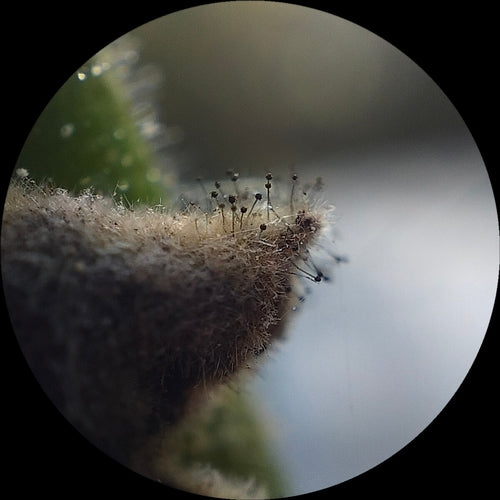 Gemeiner Brotschimmel — Bild 3 von 12