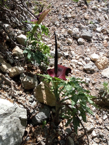 Gemeiner Drachenwurz — Bild 2 von 8