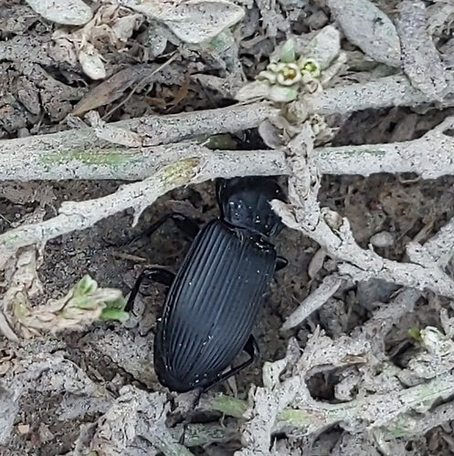 Gemeiner Grabkäfer — Bild 4