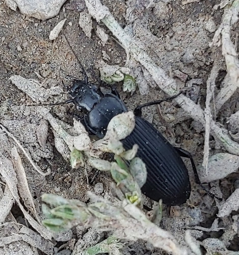 Gemeiner Grabkäfer — Bild 5