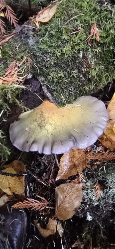 Gemeiner Muschelseitling — Bild 4 von 10