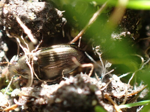 Gemeiner Sonnenkäfer — Bild 4