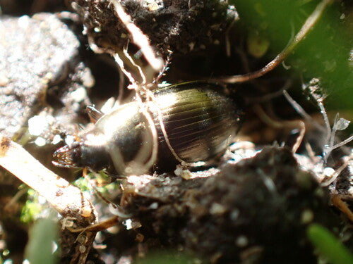 Gemeiner Sonnenkäfer — Bild 3