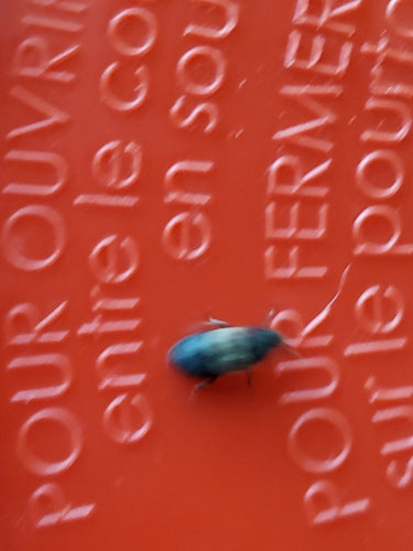 Gemeiner Speckkäfer - Bild 3