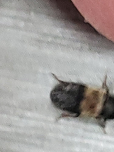 Gemeiner Speckkäfer - Bild 5