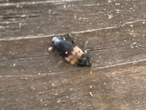 Gemeiner Speckkäfer — Bild 4