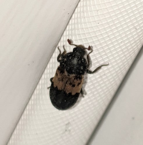 Gemeiner Speckkäfer - Bild 6