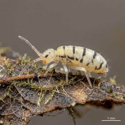 Gemeiner Springschwanz  Silberkraft