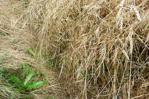 Gemeiner Windhalm — Bild 2 von 9