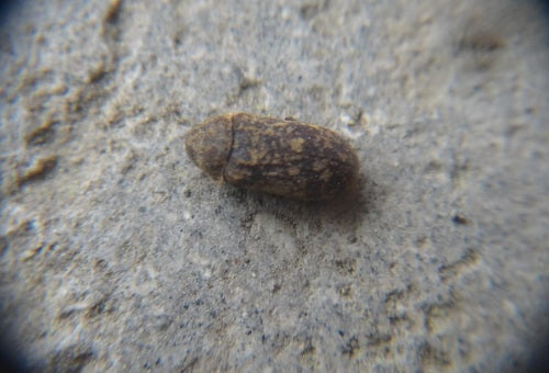 Gescheckter Nagekäfer (Totenuhr) — Bild 2