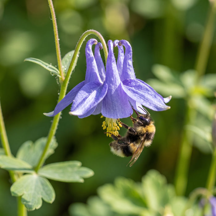 Blüte von Gewöhnliche Akelei (Aquilegia vulgaris) in Nahaufnahme (KI-generiert)
