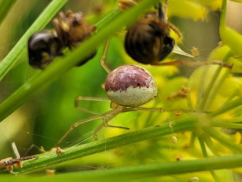 Gewöhnliche Decken-Spinne — Bild 5 von 11
