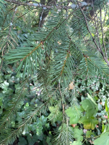 Gewöhnliche Douglasie — Bild 1