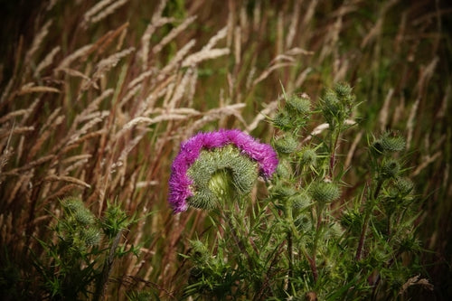 Gewöhnliche Kratzdistel — Bild 2