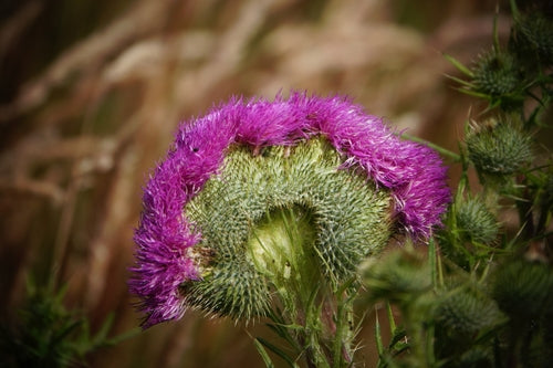 Gewöhnliche Kratzdistel — Bild 3