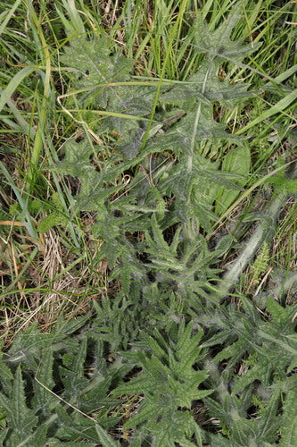 Gewöhnliche Kratzdistel — Bild 4