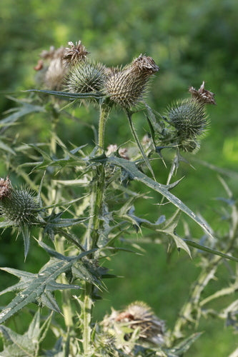 Gewöhnliche Kratzdistel — Bild 5